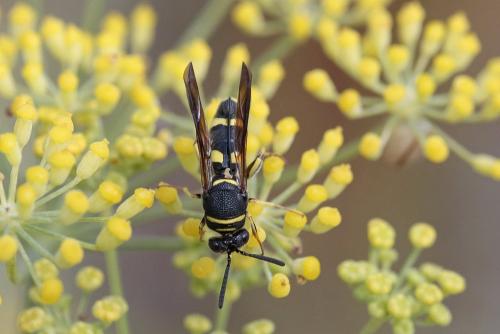 Leucospis dorsigera